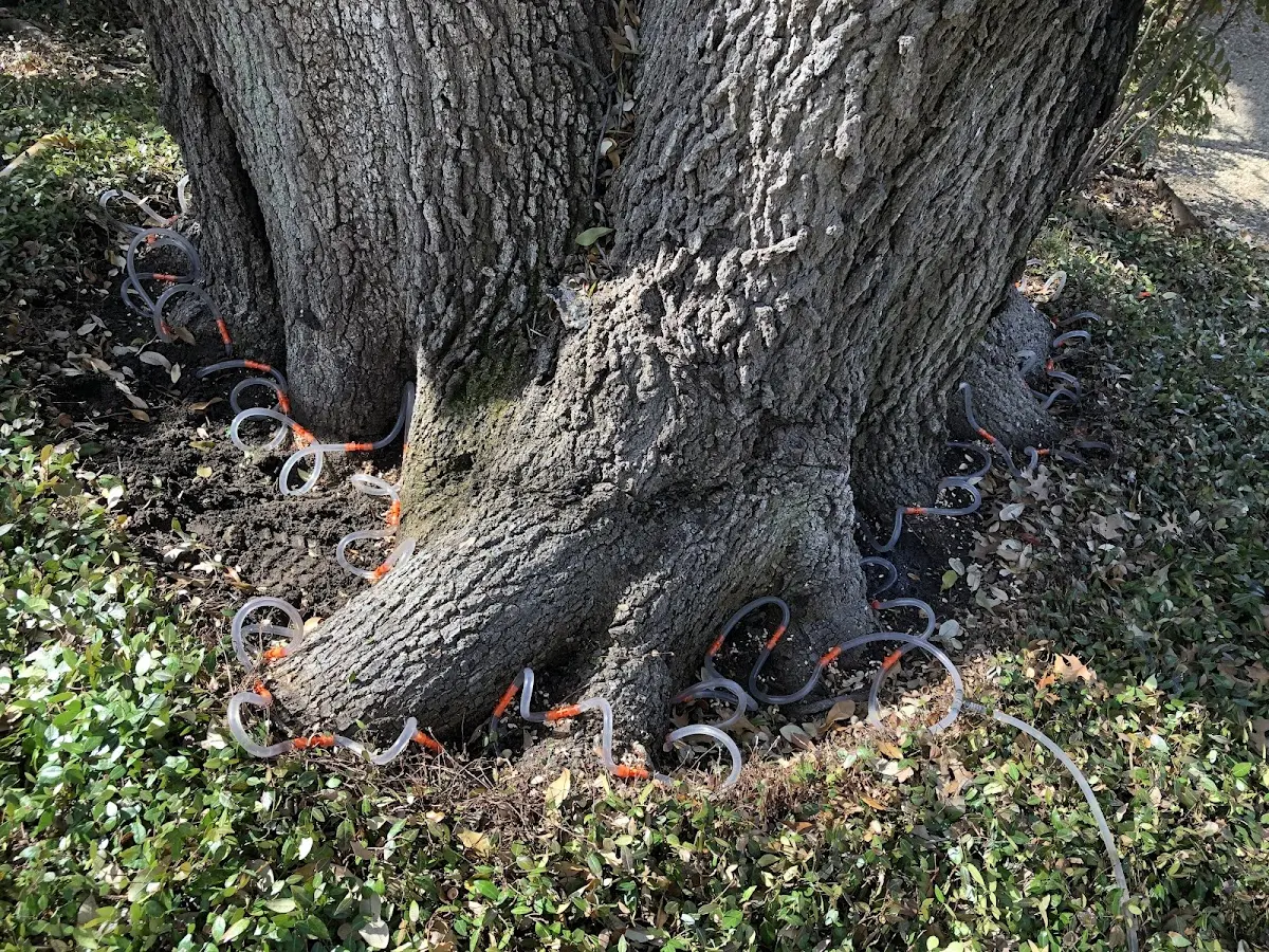 Detailed Tree Cabling and Bracing job site in Doss