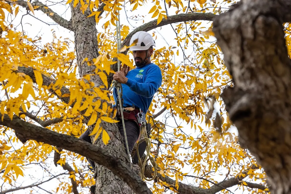 Skilled Tree Transplanting crew working in Doss