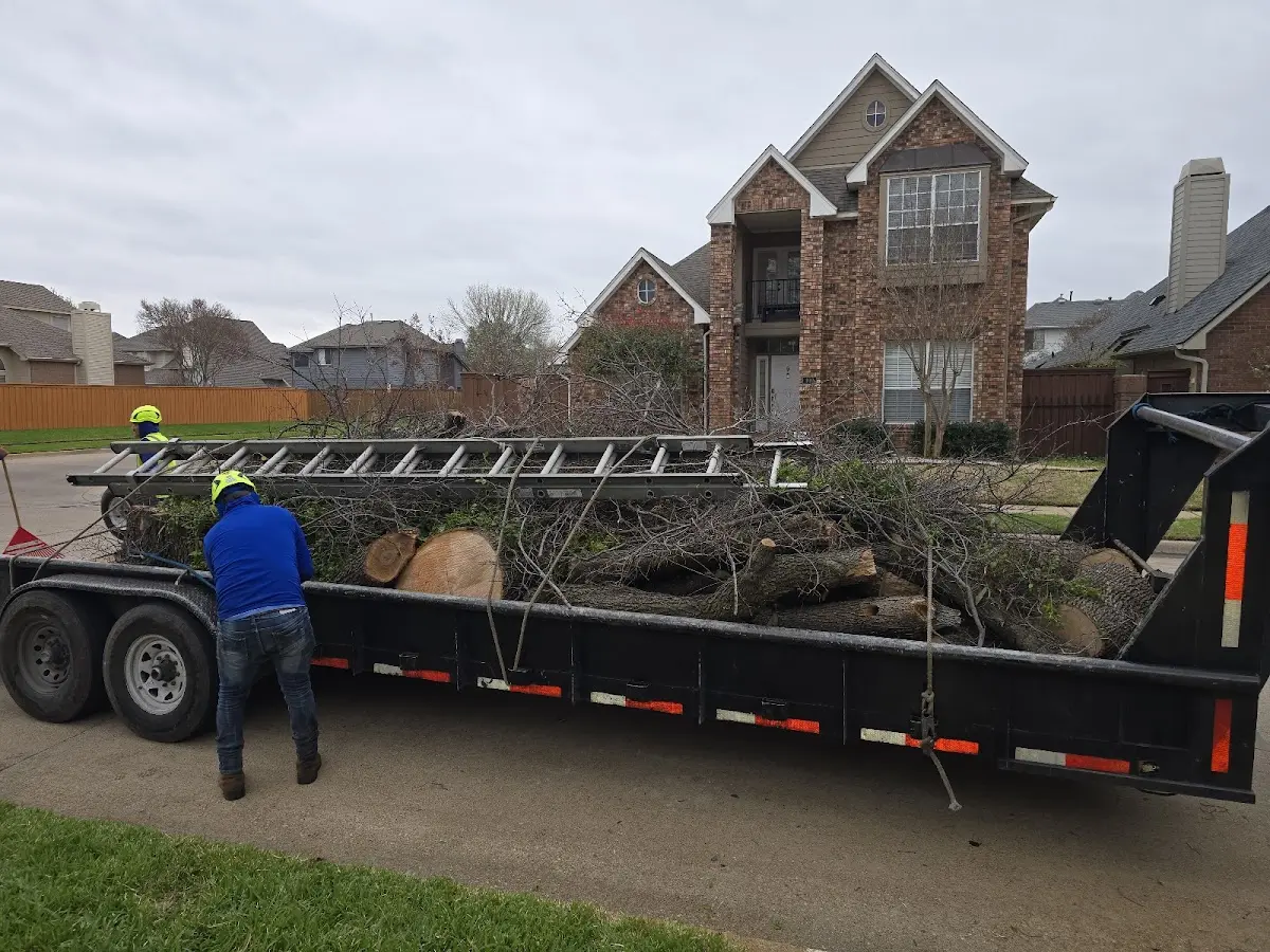 Expert Tree Removal with proper safety equipment in Doss